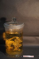 麝香貓的內部器官藏品圖，第3張