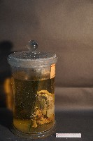 麝香貓的內部器官藏品圖，第4張