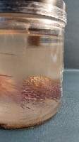 刺冠海膽藏品圖，第4張