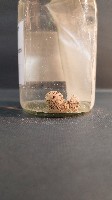 青螺藏品圖，第3張