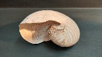 鸚鵡螺藏品圖，第2張