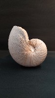 鸚鵡螺藏品圖，第3張