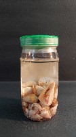 芋螺藏品圖，第3張