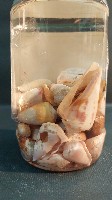 芋螺藏品圖，第4張