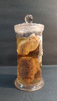海綿藏品圖，第2張