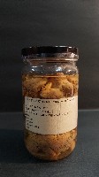 羽狀海葵藏品圖，第2張
