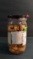 羽狀海葵藏品圖，第3張