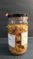 羽狀海葵藏品圖，第4張