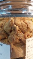 羽狀海葵藏品圖，第5張