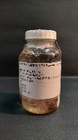 風聖水母藏品圖，第1張