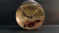 風聖水母藏品圖，第4張