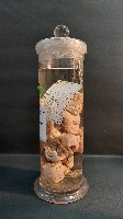 海綿藏品圖，第2張