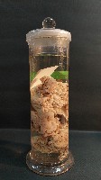 海綿藏品圖，第3張