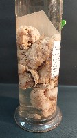 海綿藏品圖，第4張