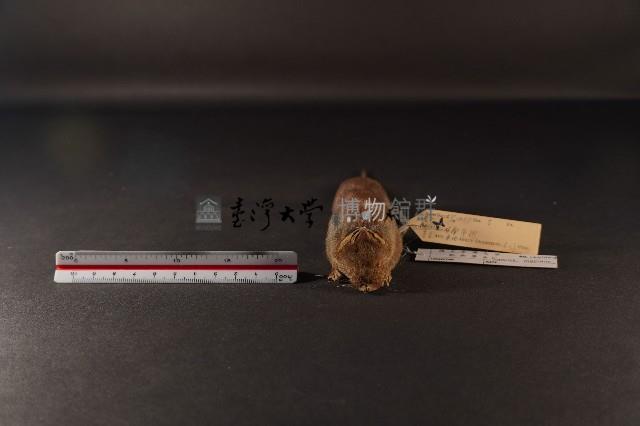 臭鼩藏品圖，第2張