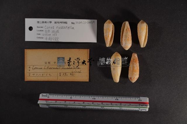 飛彈芋螺 藏品圖，第2張