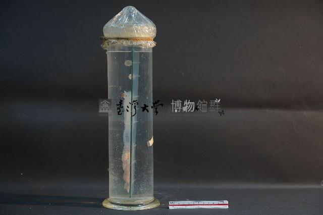 海洋發光生物藏品圖，第2張