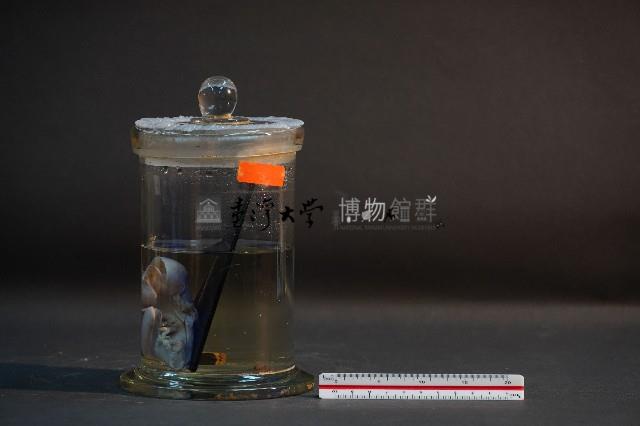 臺灣穿山甲的胎兒在母體內發育過程藏品圖，第2張