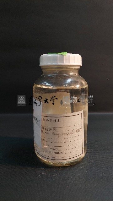 赤蛙螺藏品圖，第2張