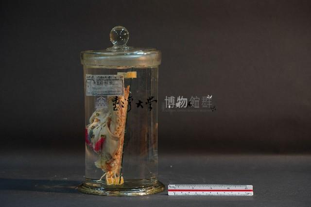 章魚的解剖藏品圖，第2張