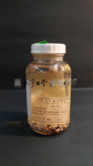 花蜆藏品圖，第2張