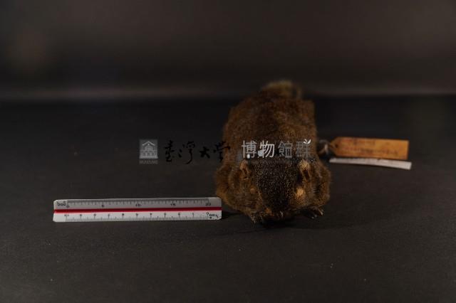 赤腹松鼠藏品圖，第2張