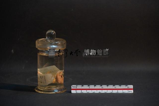 嚙齒類胎兒藏品圖，第2張