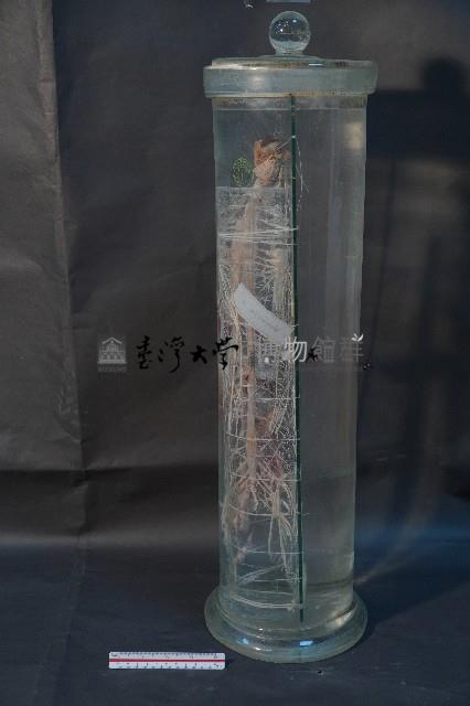 植物性神經系統(貓)藏品圖，第2張