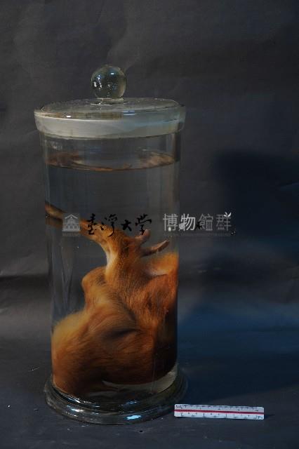 山羌藏品圖，第2張