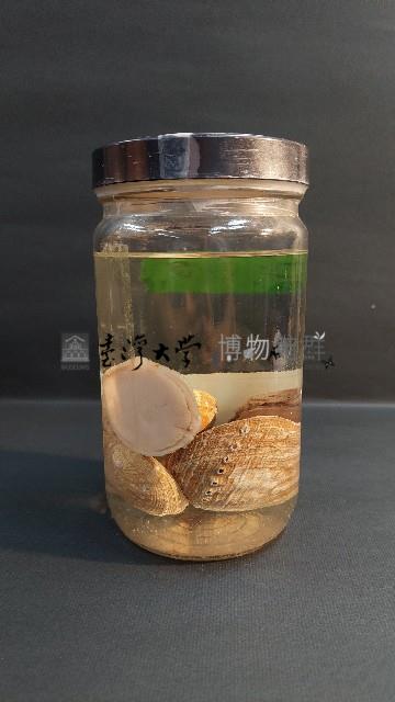 粗紋九孔螺藏品圖，第2張