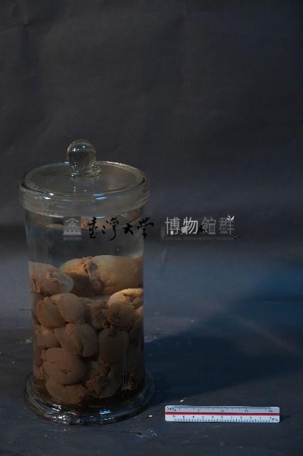 海兔藏品圖，第2張