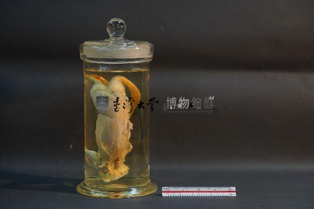 大白鼠解剖藏品圖，第2張