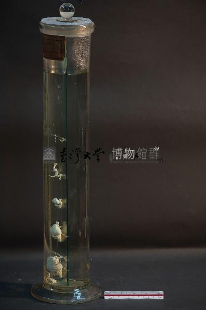 脊椎動物腦之比較藏品圖，第2張