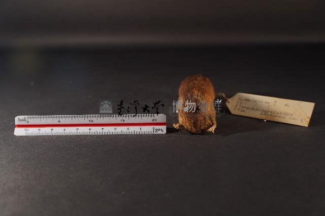 林姬鼠藏品圖，第2張