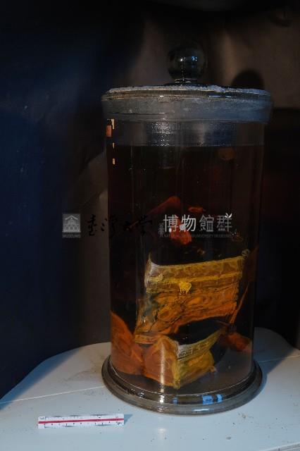 家犬的解剖藏品圖，第2張