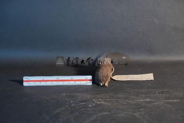 日本鼩鼴藏品圖，第2張