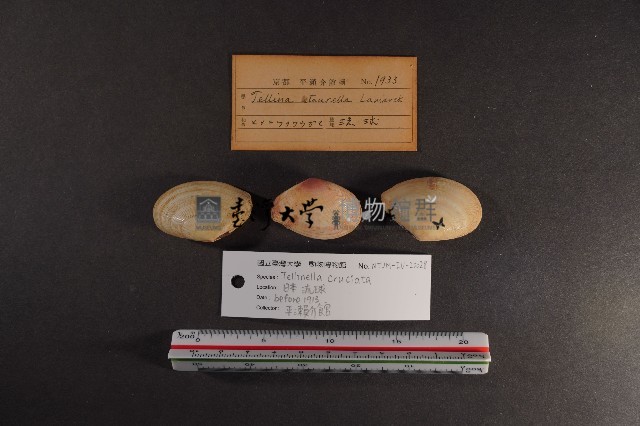 月光櫻蛤藏品圖，第2張