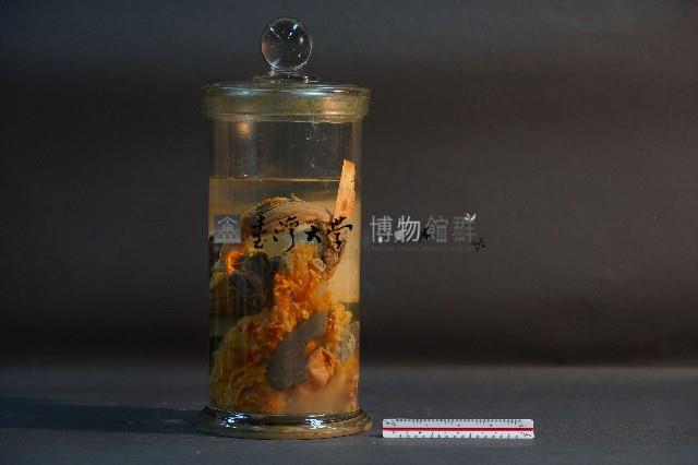臺灣穿山甲的內部器官藏品圖，第2張