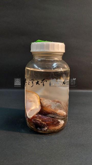 貽貝藏品圖，第2張