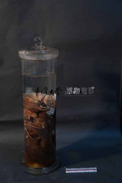 嚙齒類藏品圖，第2張