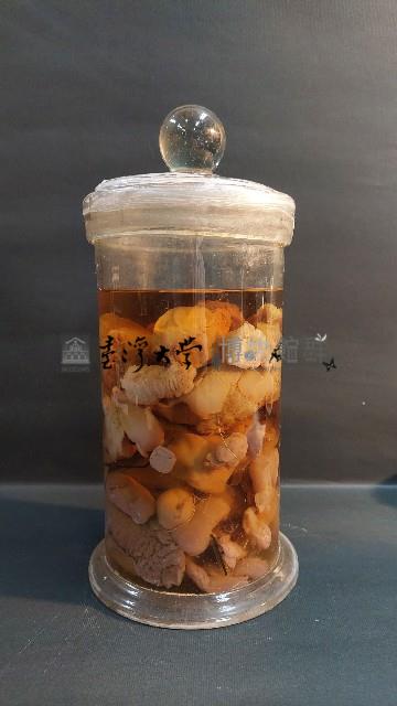 海兔藏品圖，第2張