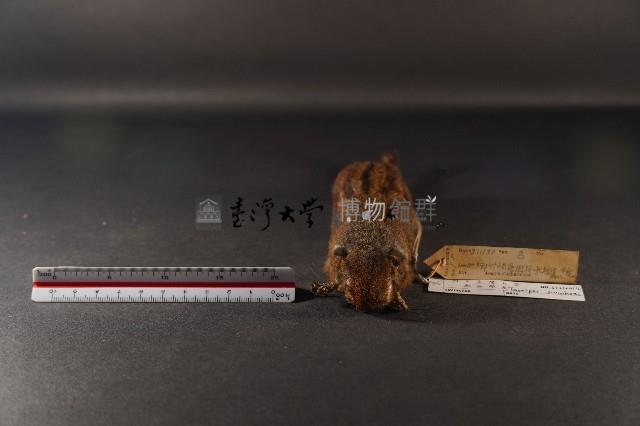 隱紋花松鼠藏品圖，第2張