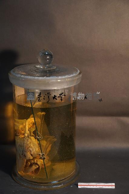 麝香貓的內部器官藏品圖，第2張