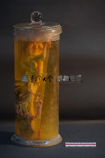 兔的解剖藏品圖，第2張
