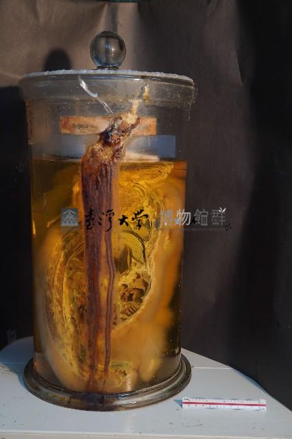 家兔藏品圖，第2張