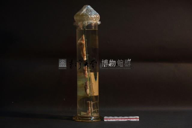 哺乳類關節構造藏品圖，第2張