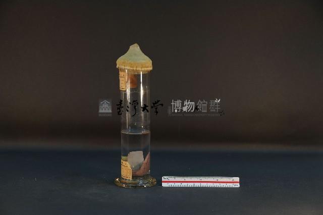 沙噀藏品圖，第2張