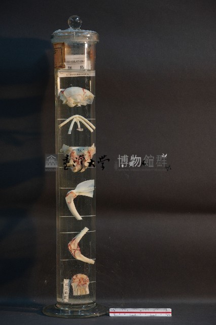 哺乳類關節藏品圖，第2張