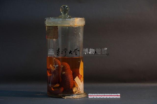 臺灣穿山甲藏品圖，第2張