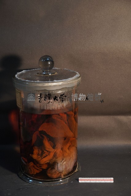 氈鹿的內部器官藏品圖，第2張